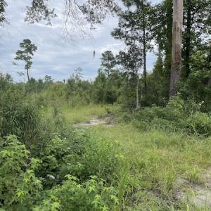 Photo #30 of SOLD property in Off Hwy 348 & Beargrass Road, Loris, SC 151.2 acres