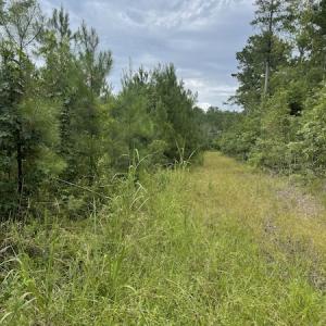 Photo #31 of SOLD property in Off Hwy 348 & Beargrass Road, Loris, SC 151.2 acres