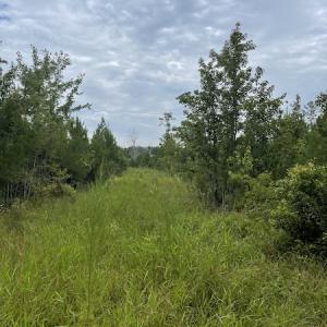 Photo #32 of SOLD property in Off Hwy 348 & Beargrass Road, Loris, SC 151.2 acres