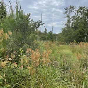 Photo #33 of SOLD property in Off Hwy 348 & Beargrass Road, Loris, SC 151.2 acres