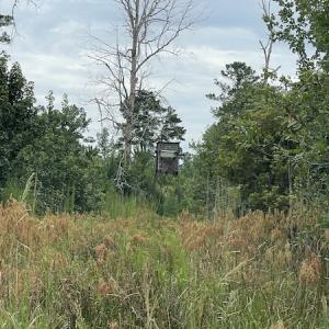 Photo #34 of SOLD property in Off Hwy 348 & Beargrass Road, Loris, SC 151.2 acres