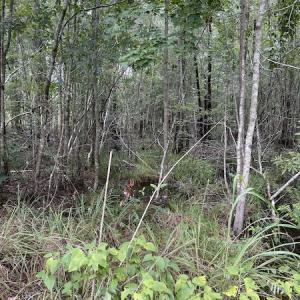 Photo #35 of SOLD property in Off Hwy 348 & Beargrass Road, Loris, SC 151.2 acres