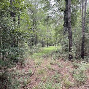 Photo #37 of SOLD property in Off Hwy 348 & Beargrass Road, Loris, SC 151.2 acres