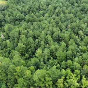 Photo #43 of SOLD property in Off Hwy 348 & Beargrass Road, Loris, SC 151.2 acres