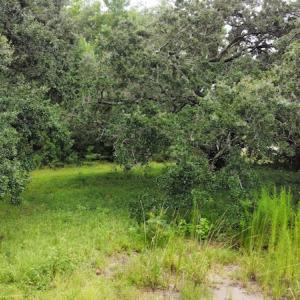 Photo #44 of SOLD property in Off Hwy 348 & Beargrass Road, Loris, SC 151.2 acres