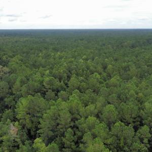 Photo #47 of SOLD property in Off Hwy 348 & Beargrass Road, Loris, SC 151.2 acres