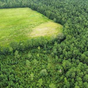 Photo #48 of SOLD property in Off Hwy 348 & Beargrass Road, Loris, SC 151.2 acres