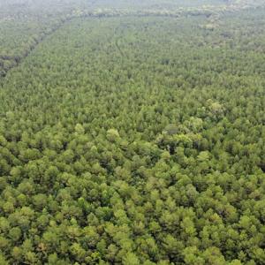 Photo #49 of SOLD property in Off Hwy 348 & Beargrass Road, Loris, SC 151.2 acres