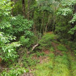 Photo #50 of SOLD property in Off Hwy 348 & Beargrass Road, Loris, SC 151.2 acres