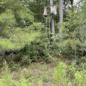 Photo #6 of SOLD property in Off Hwy 348 & Beargrass Road, Loris, SC 151.2 acres