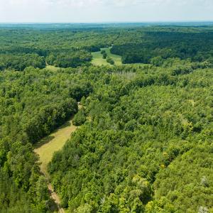 Photo #5 of SOLD property in Off Hwy 119 N & Stephentown Road, Blanch, NC 46.5 acres