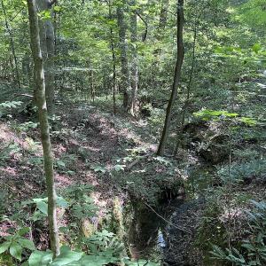 Photo #18 of SOLD property in Off Colonial Trail W, Spring Grove, VA 47.6 acres
