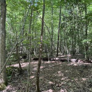Photo #19 of SOLD property in Off Colonial Trail W, Spring Grove, VA 47.6 acres
