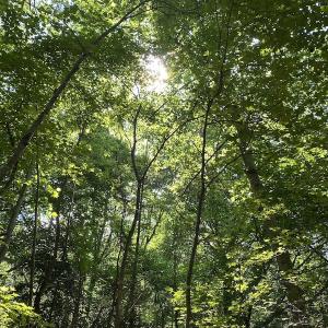 Photo #20 of SOLD property in Off Colonial Trail W, Spring Grove, VA 47.6 acres