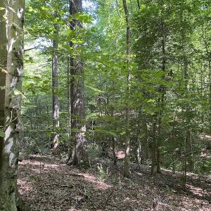 Photo #21 of SOLD property in Off Colonial Trail W, Spring Grove, VA 47.6 acres
