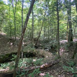 Photo #22 of SOLD property in Off Colonial Trail W, Spring Grove, VA 47.6 acres