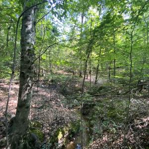 Photo #24 of SOLD property in Off Colonial Trail W, Spring Grove, VA 47.6 acres