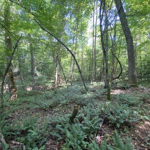 Photo #30 of SOLD property in Off Colonial Trail W, Spring Grove, VA 47.6 acres