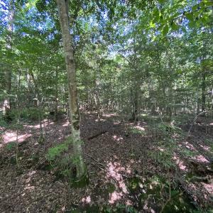 Photo #35 of SOLD property in Off Colonial Trail W, Spring Grove, VA 47.6 acres