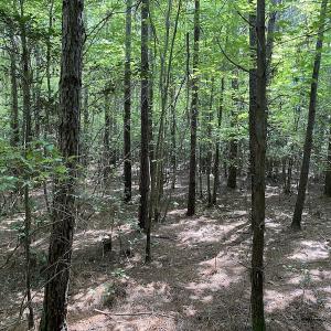 Photo #37 of SOLD property in Off Colonial Trail W, Spring Grove, VA 47.6 acres
