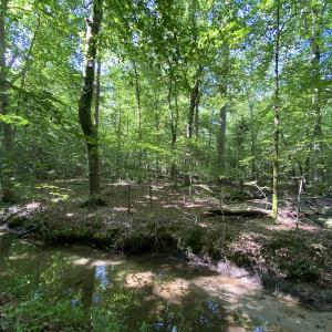 Photo #29 of SOLD property in 10767 Colonial Trail W, Spring Grove, VA 3.7 acres