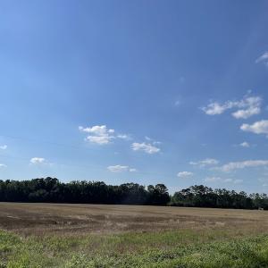 Photo #14 of SOLD property in OFF NC HWY 41, Fairmont, NC 41.0 acres