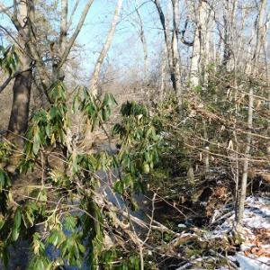 Photo #7 of SOLD property in 426 Davis Road, Atkins, VA 43.7 acres