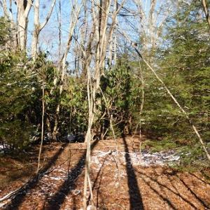 Photo #9 of SOLD property in 426 Davis Road, Atkins, VA 43.7 acres