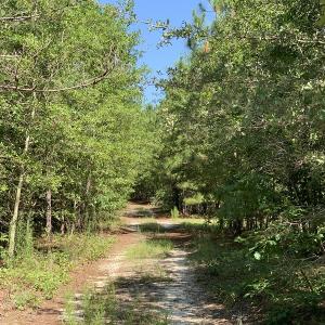 Photo #11 of SOLD property in N. Turnpike Road, Wagram, NC 179.0 acres