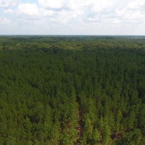 Photo #12 of SOLD property in N. Turnpike Road, Wagram, NC 179.0 acres