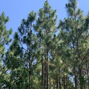 Photo #15 of SOLD property in N. Turnpike Road, Wagram, NC 179.0 acres