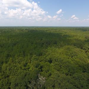 Photo #7 of SOLD property in N. Turnpike Road, Wagram, NC 179.0 acres