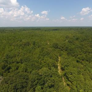 Photo #8 of SOLD property in N. Turnpike Road, Wagram, NC 179.0 acres