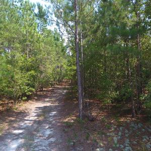 Photo #9 of SOLD property in N. Turnpike Road, Wagram, NC 179.0 acres