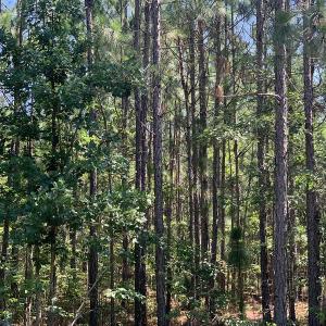 Photo #10 of SOLD property in N. Turnpike Road, Wagram, NC 179.0 acres