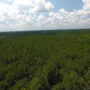Photo #13 of SOLD property in Off Coventry Road, Nichols, SC 253.6 acres