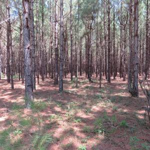 Photo #14 of SOLD property in Off Coventry Road, Nichols, SC 253.6 acres