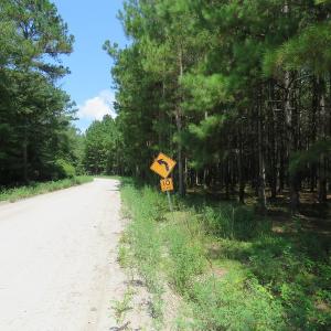 Photo #15 of SOLD property in Off Coventry Road, Nichols, SC 253.6 acres