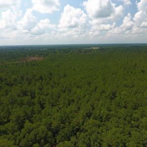 Photo #3 of SOLD property in Off Coventry Road, Nichols, SC 253.6 acres