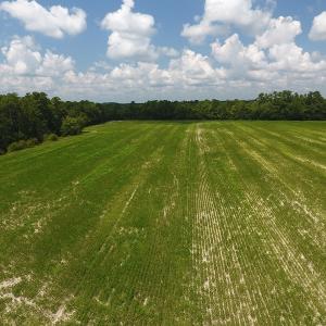 Photo #4 of SOLD property in Off Coventry Road, Nichols, SC 253.6 acres