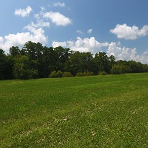 Photo #5 of SOLD property in Off Coventry Road, Nichols, SC 253.6 acres