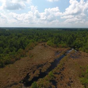 Photo #7 of SOLD property in Off Coventry Road, Nichols, SC 253.6 acres