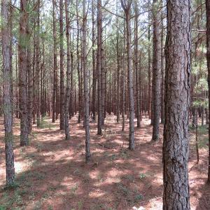Photo #8 of SOLD property in Off Coventry Road, Nichols, SC 253.6 acres