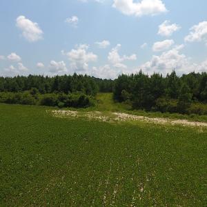 Photo #9 of SOLD property in Off Coventry Road, Nichols, SC 253.6 acres