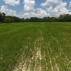 Photo #10 of SOLD property in Off Coventry Road, Nichols, SC 253.6 acres