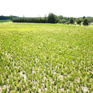 Photo #10 of SOLD property in Off Raynor Road, Smithfield, VA 74.0 acres