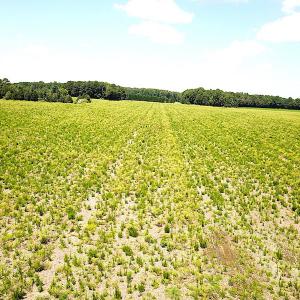 Photo #11 of SOLD property in Off Raynor Road, Smithfield, VA 74.0 acres