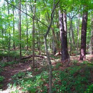 Photo #12 of SOLD property in Off Raynor Road, Smithfield, VA 74.0 acres