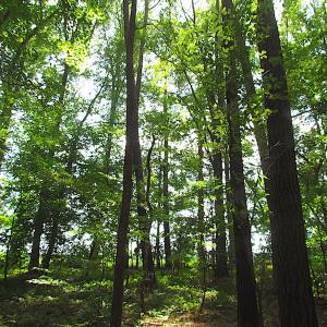 Photo #13 of SOLD property in Off Raynor Road, Smithfield, VA 74.0 acres