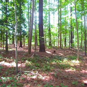 Photo #15 of SOLD property in Off Raynor Road, Smithfield, VA 74.0 acres